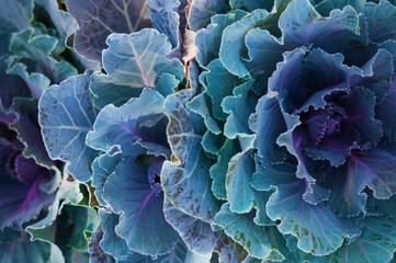 Beautiful ornamental cabbage close-up. Floral background. High quality photo