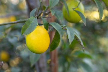 Ripe yellow lemon fruit with green leaves on tree branches in autumn day