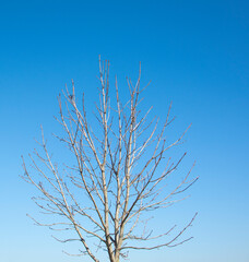 Fototapeta na wymiar A leafless spring tree against a blue sky. A lonely tree without leaves on a bright sunny day. 
