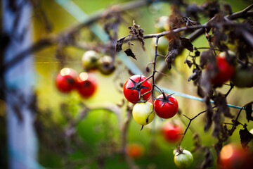Organic Tomatoes Golden Hour