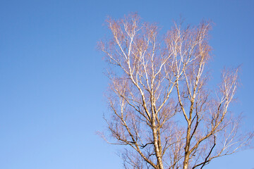 A spring birch without foliage on a blue sky background. A lonely tree without leaves on a bright sunny day.
