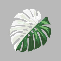 Vector Illustration of Monstera leaf  two colors white and green. spotted monstera leaves. - obrazy, fototapety, plakaty