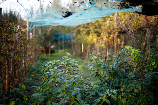Vegetable garden protected by anti hail net