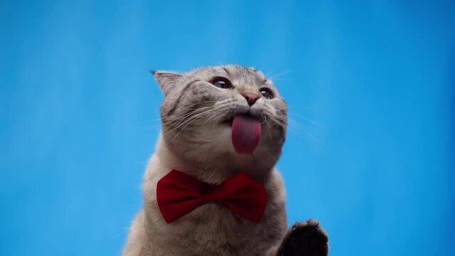 Cat on blue background close-up, Scottish Fold licking glass. Domestic animal portrait. Grey kitten wearing red bow. Furry pedigreed pet. Little best friends concept. 