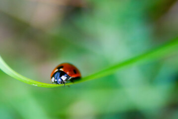 Dotted red ladybug on a flower. High quality photo. Selective focus