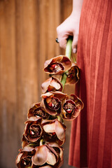 Very nice young woman holding big and beautiful brown Cymbidium orchid background, vertical close...