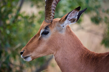 Close-up portrait of a male Imapla buck aepyceros melampus, Kruger National Park, South Africa