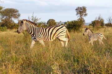 Burchell's Zebra mom followed by foal in Kruger National Park, South Africa