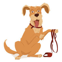 Pet, dog breed golden retriever. A collar, a leash with a tape measure for walking.Vector illustration, cartoon isolated on white