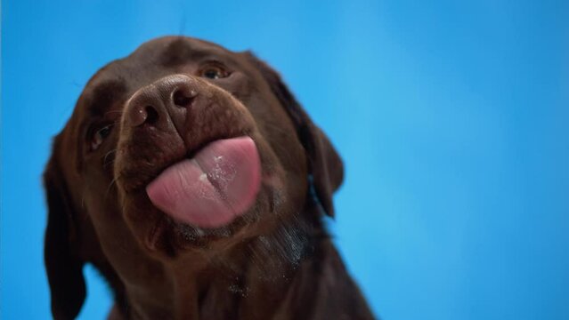 Labrador dog licking cream on glass. Brown retriever eating close-up, obedient puppy posing on blue background. Treats for happy domestic animal concept, best friends. 
