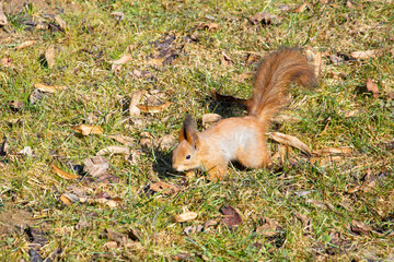 A squirrel with a fluffy tail on dry foliage in the shade of trees. A small rodent in the forest.
