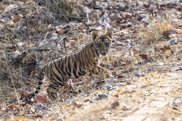 Fototapeta na wymiar A wild baby tiger, two months old, in the forest in India, Madhya Pradesh 