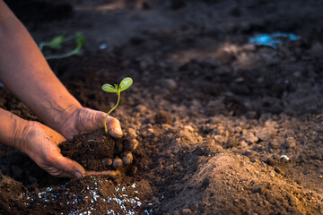 The farmer's hands hold a green sprout of seedlings before planting in the ground with granules of blue fertilizers against the background of an earthen bed in sunlight. Background
