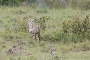 cheetah standing in the savannah of the Maasai Mara