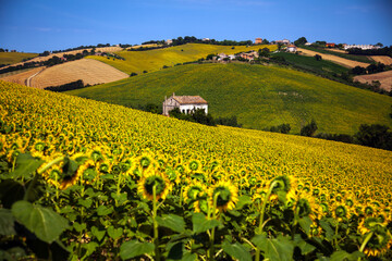 Field of Sunflowers on a Sunny day With in the middle an Abandoned House 
