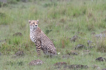cheetah sitting in the savannah