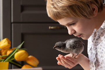 A child tenderly kisses a little chick. easter concept. The girl is holding a little chicken in her...