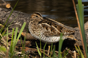池の畔で寝るタシギ