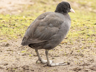moorhen in meadow