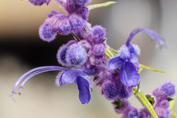 Closeup of purple wooly blue curl flowers on a blurry background