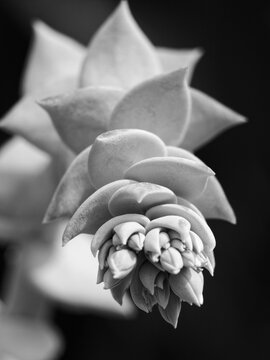 Vertical closeup of a Britton's Liveforever (Dudleya brittonii) bud in grayscale
