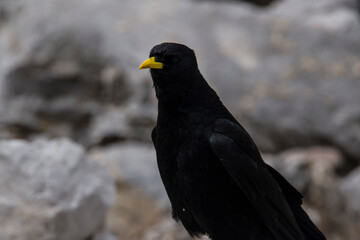 Carrion crow with a yellow beak stands on a rock