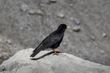 Carrion crow with a yellow beak stands on a rock
