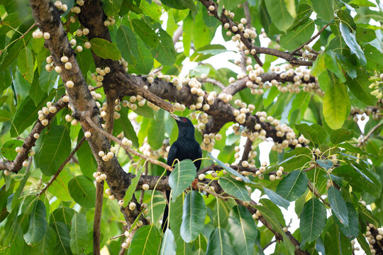 Asian Koel