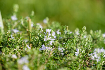 Rosemary flowers in full bloom