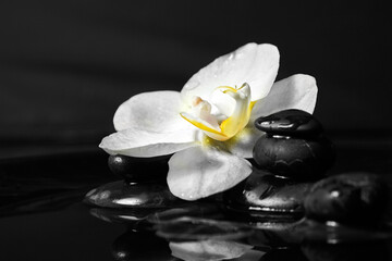 Obraz na płótnie Canvas Spa stones with flower in water on black