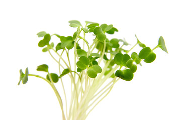 Fototapeta na wymiar Micro greens arugula sprouts isolated on white