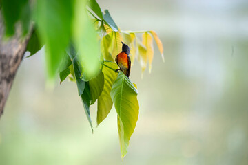 Male small Minivet