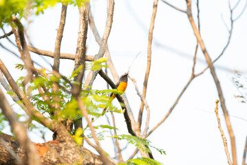 Small minivet
