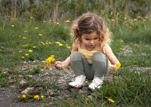 Little cute girl with curly blond hair gathering yellow bouquet of dandelions in a field of flowers near green park. High quality photo