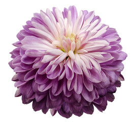 flower  purple  chrysanthemum . Flower isolated on a white background. Close-up. Nature.