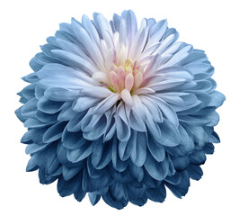 flower blue chrysanthemum . Flower isolated on a white background. Close-up. Nature. - obrazy, fototapety, plakaty