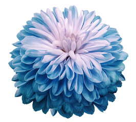 Obraz premium flower blue chrysanthemum . Flower isolated on a white background. Close-up. Nature.