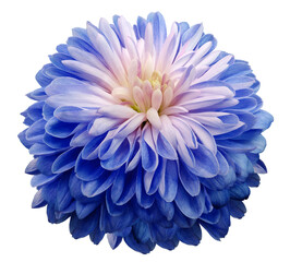 flower blue chrysanthemum . Flower isolated on a white background. Close-up. Nature.