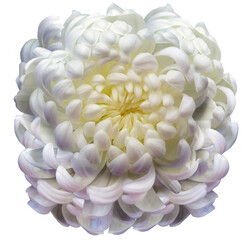 Fototapeta na wymiar flower white chrysanthemum . Flower isolated on a white background. Close-up. Nature.