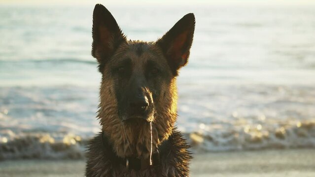 German shepherd at the beach, dog portrait drooling looking at the camera