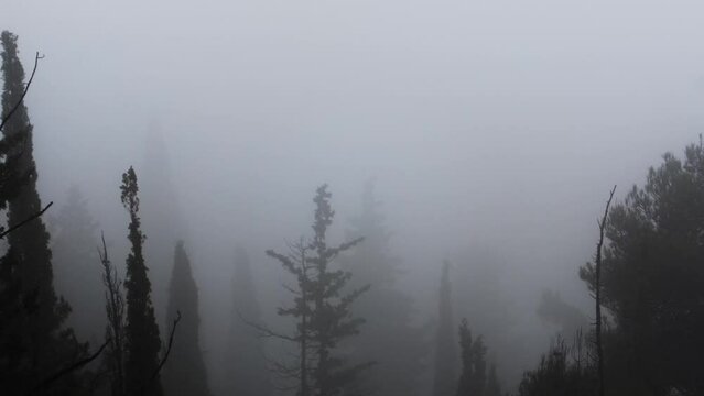 Dark foggy pine forest with panning from left to right