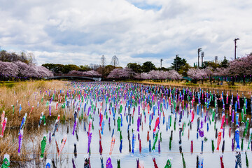 Carp Streamer Festival With Cherry Blossom At Tatebayashi City, Gunma Prefecture, Japan