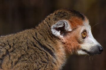 A rare brown lemur with its head and neck in profile in close up