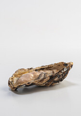 Oyster in natura, photographed on white background