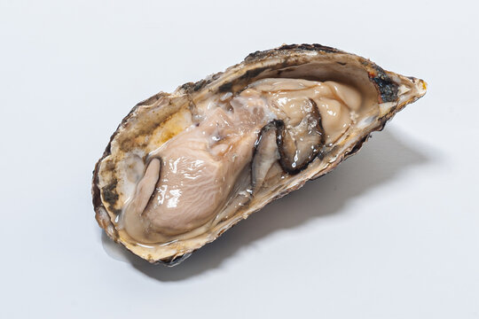 Oyster in natura, photographed on white background
