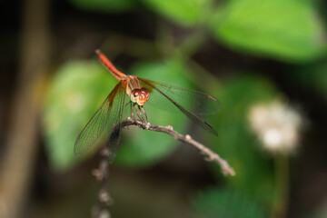 Fototapeta premium Macro shot dragonfly