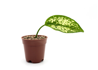 Aglaonema Snow White leaf in a mini plastic flower pot