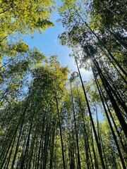 forest in autumn