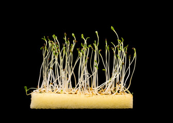 Alfalfa sprouts grown on a thin layer of soft kitchen sponge 