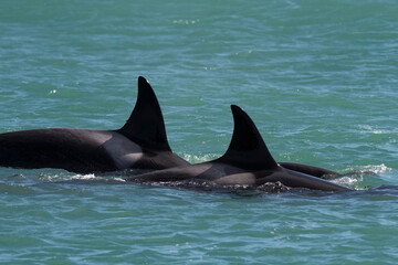Naklejka premium Killer whale hunting sea lions,Peninsula Valdes, Patagonia Argentina